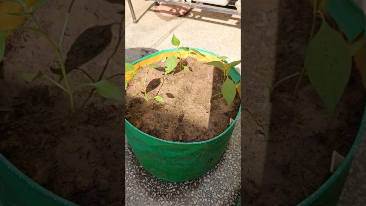 part 7 winter gardening 🥒🍆| vegetable gardening #youtubeshorts