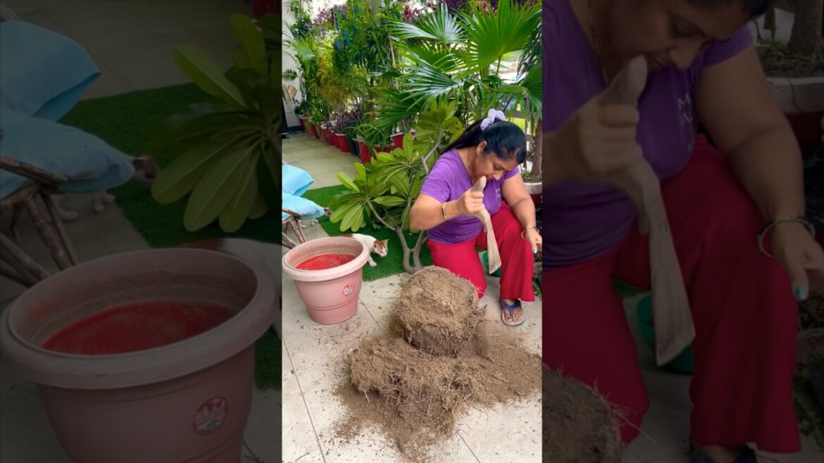 Plant reporting ideas #plants #planting #gardening #garden#balconygarden #youtubeshorts