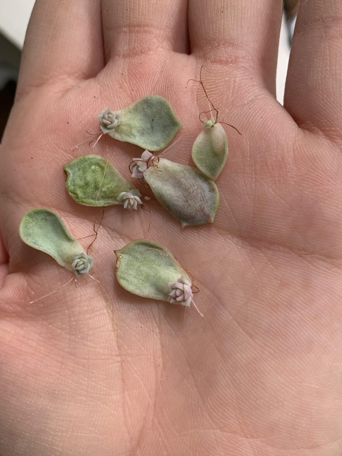 first time propagating, is this right? first time propagating, is this right?
