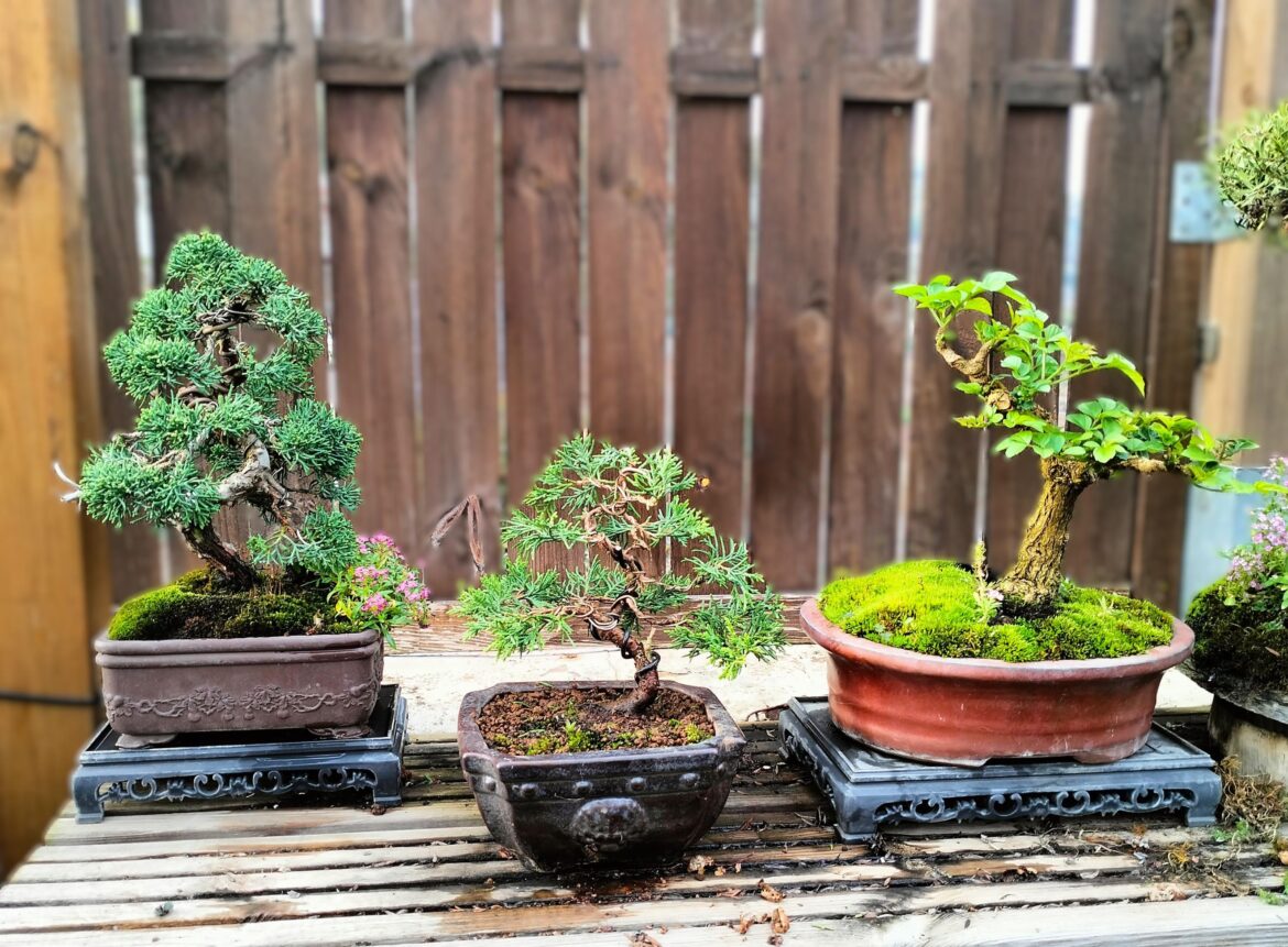 So proud that I "created" this three (garden center plants to bonsai)....