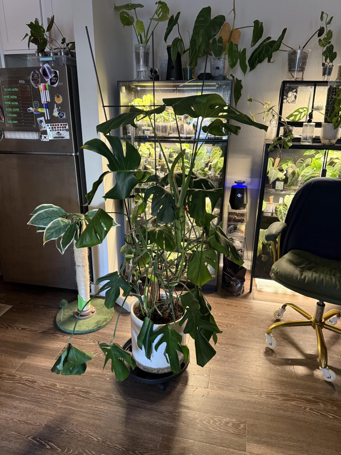 monstera rehab monstera rehab