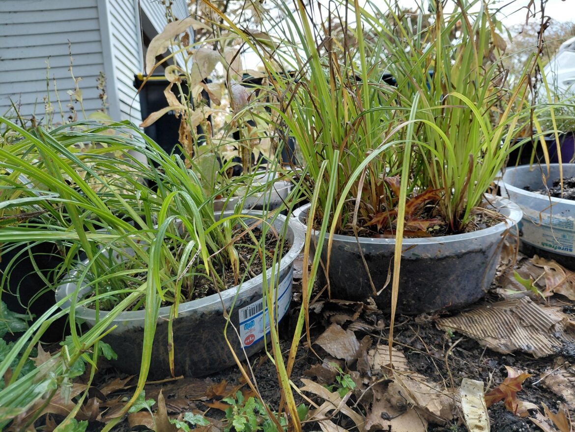 Overwintering in containers Overwintering in containers