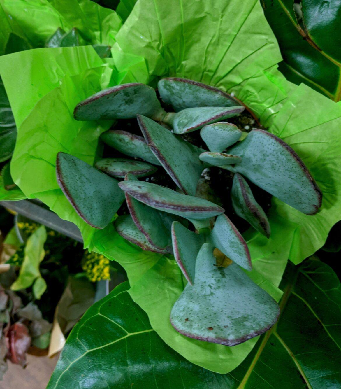 💚Crassula arborescens (silver jade plant)💚