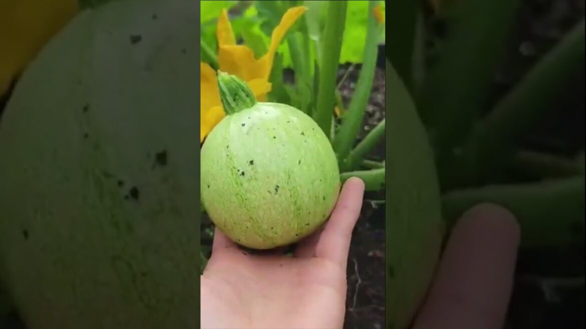 Harvest lettuce, mini purple broccoli, and round zucchini #garden #gardenharvest #farming