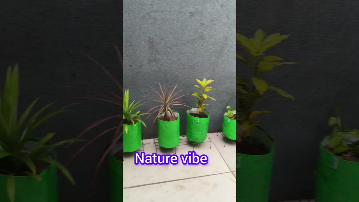 My Dream indoor Garden #garden #indoorgardening #indoorplants #indoorgarden #shots