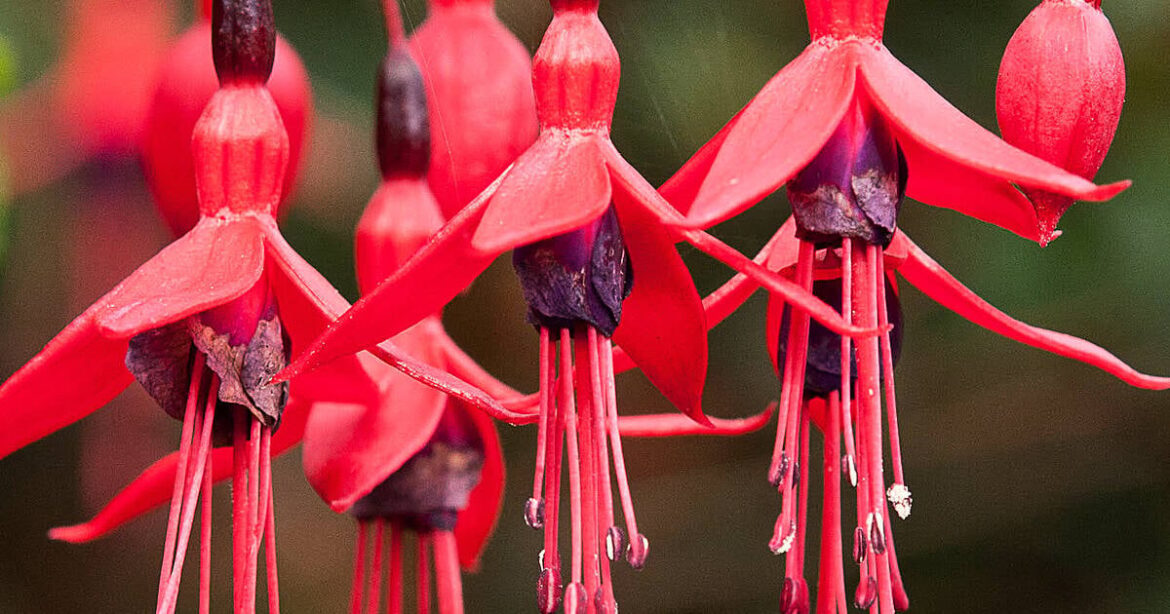 GARDENING: Never fail to marvel at what nature gives us GARDENING: Never fail to marvel at what nature gives us
