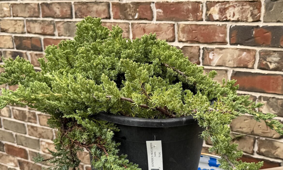 What to do with this, Juniper Nana What to do with this, Juniper Nana