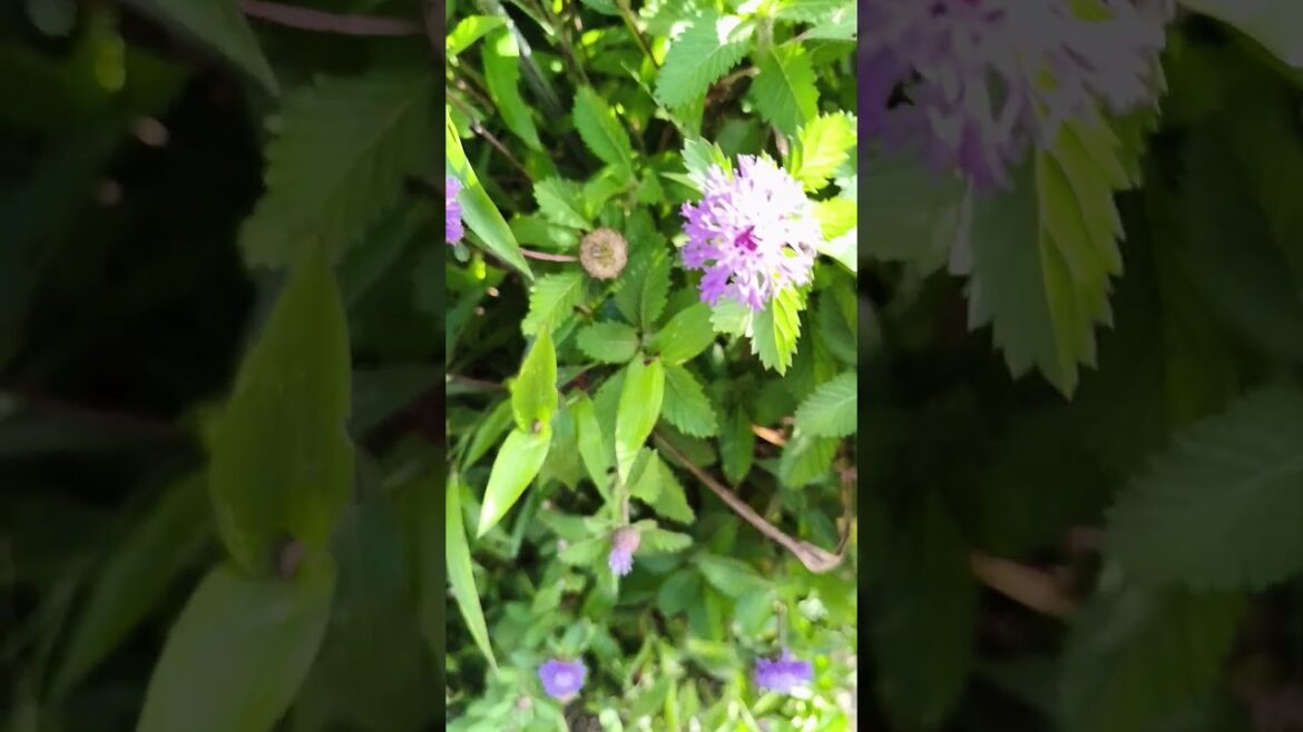 Brazilian Button#Lark Daisy# Centratherum Punctatum# for ground cover#container gardens #All seasons