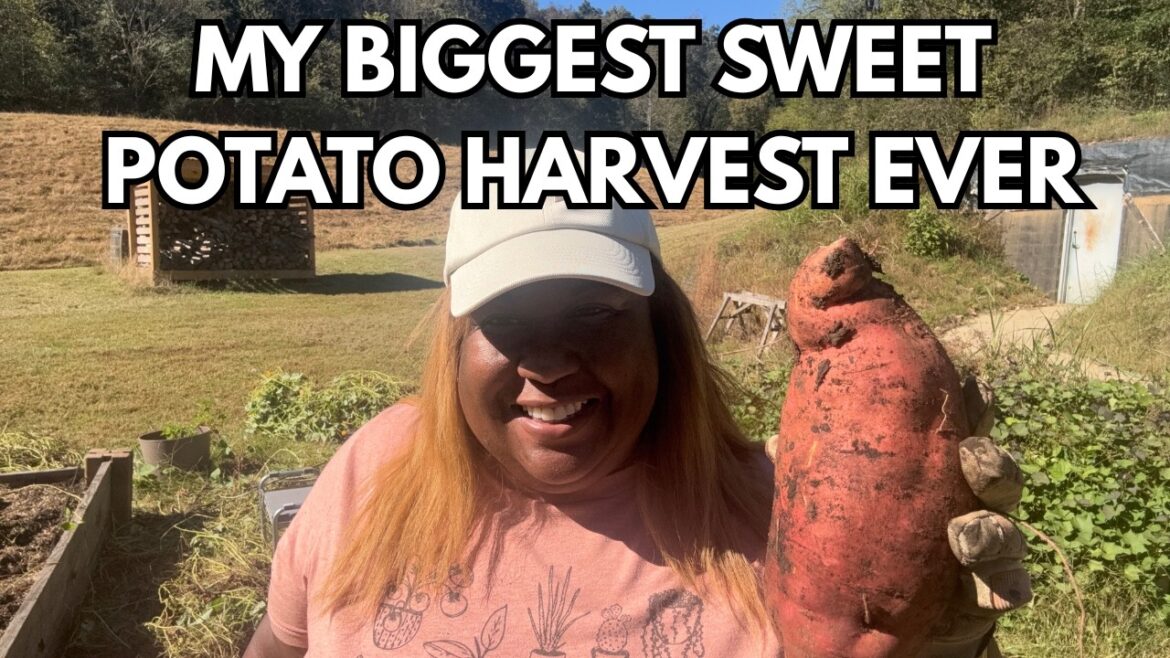 MASSIVE SWEET POTATO HARVEST | HOW I WENT FROM 30 LBS. TO 200 LBS! MASSIVE SWEET POTATO HARVEST | HOW I WENT FROM 30 LBS. TO 200 LBS!