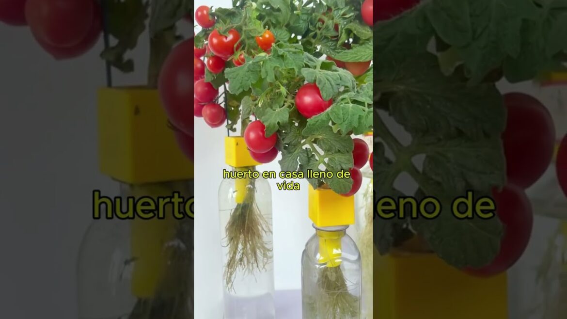 #huerto #shorts