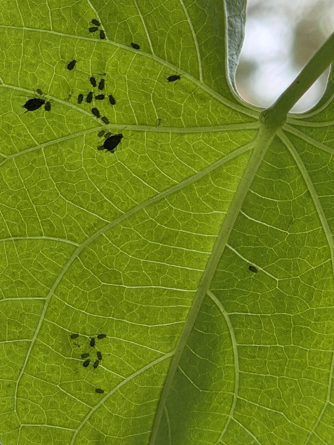 Help IDing these bugs