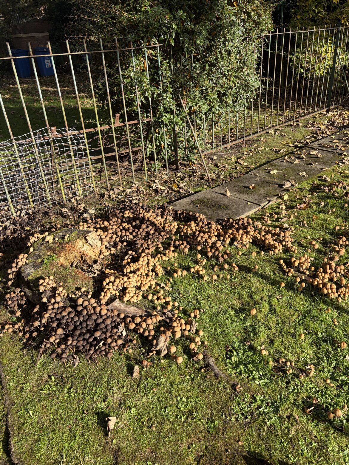 Advice On Mushrooms Growing Around An Old Tree Stump
