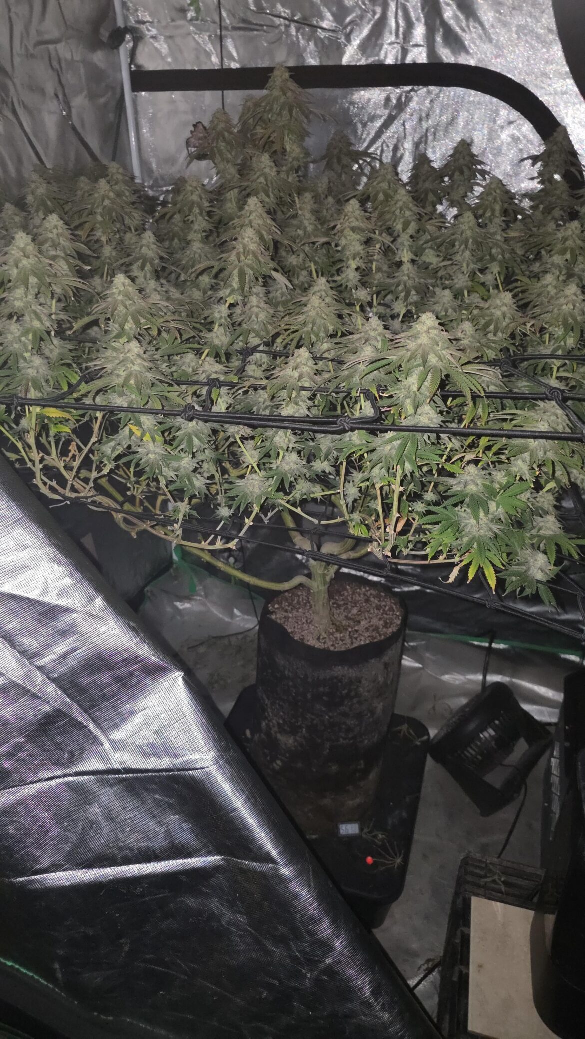 Octopot first time using day#41 getting frosty