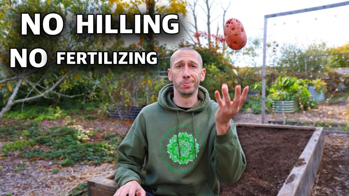 James Prigioni: What Happens When You Toss Potatoes in a Raised Bed and Come Back 125 Days Later? What Happens When You Toss Potatoes in a Raised Bed and Come Back 125 Days Later?