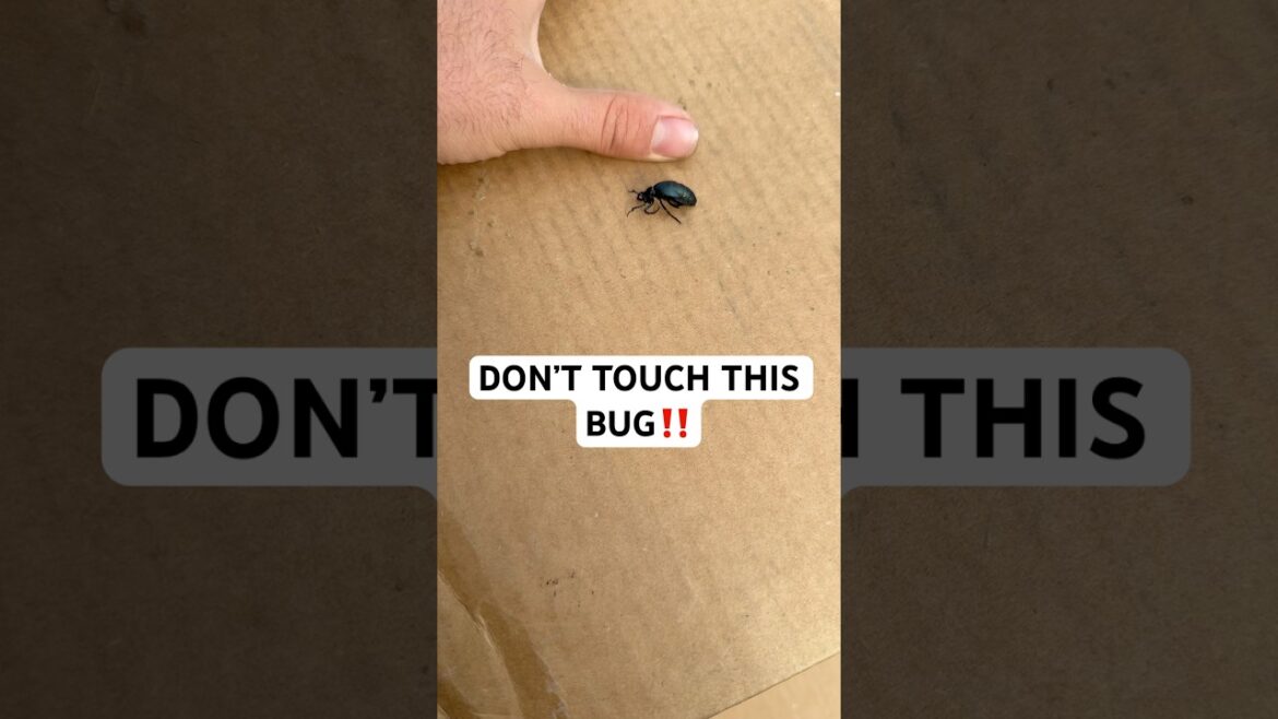 This Bug is What Nightmares are Made Of 🪲