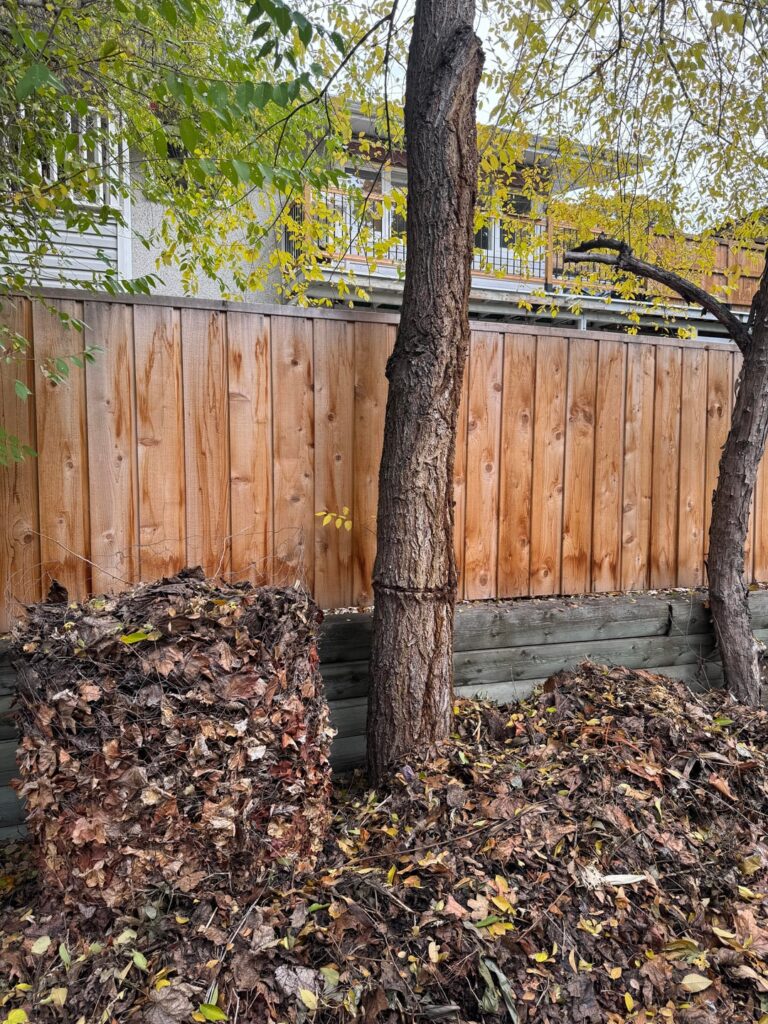Should I be worried about this elm?