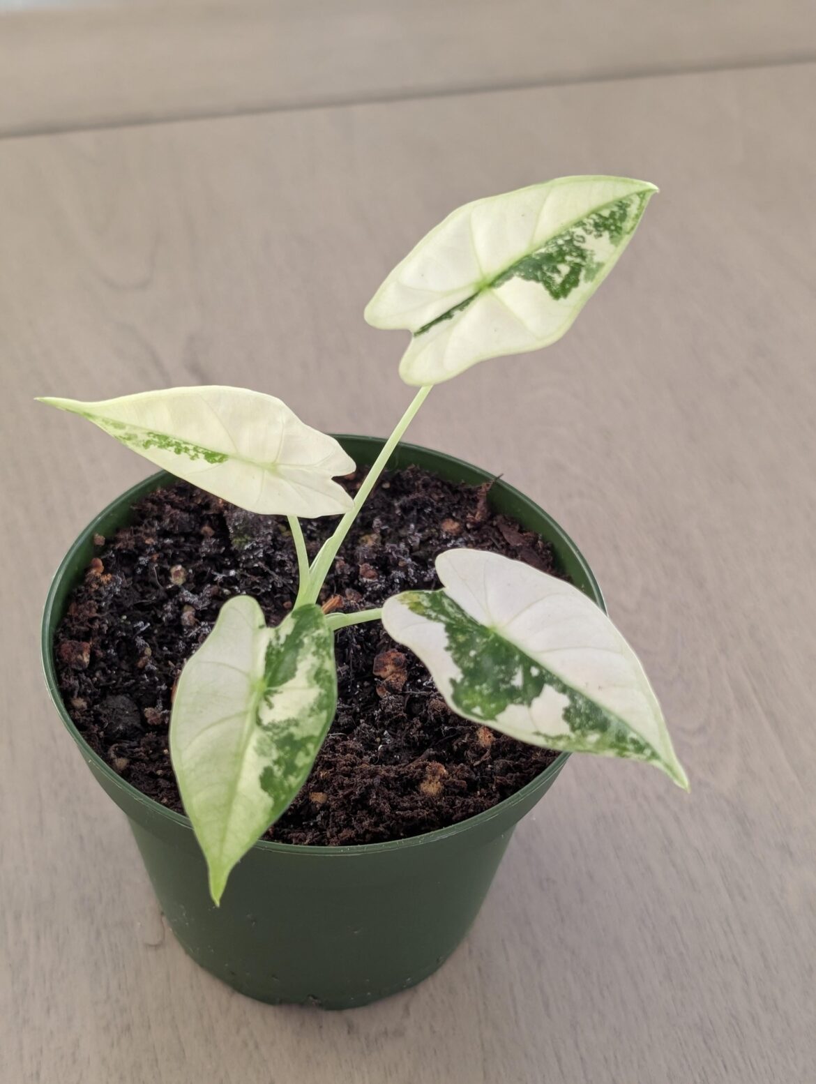 Bought my wishlist plant...