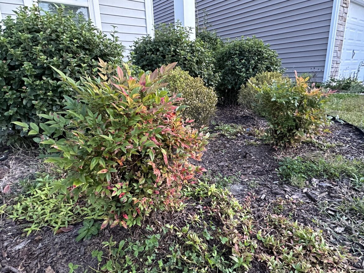 Replacement for Heavenly Bamboo? Replacement for Heavenly Bamboo?