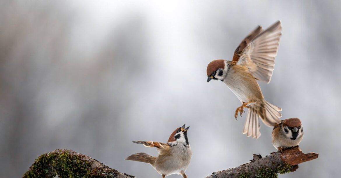 People urged to act if they see sparrows in garden – or risk losing them Nottinghamshire Live