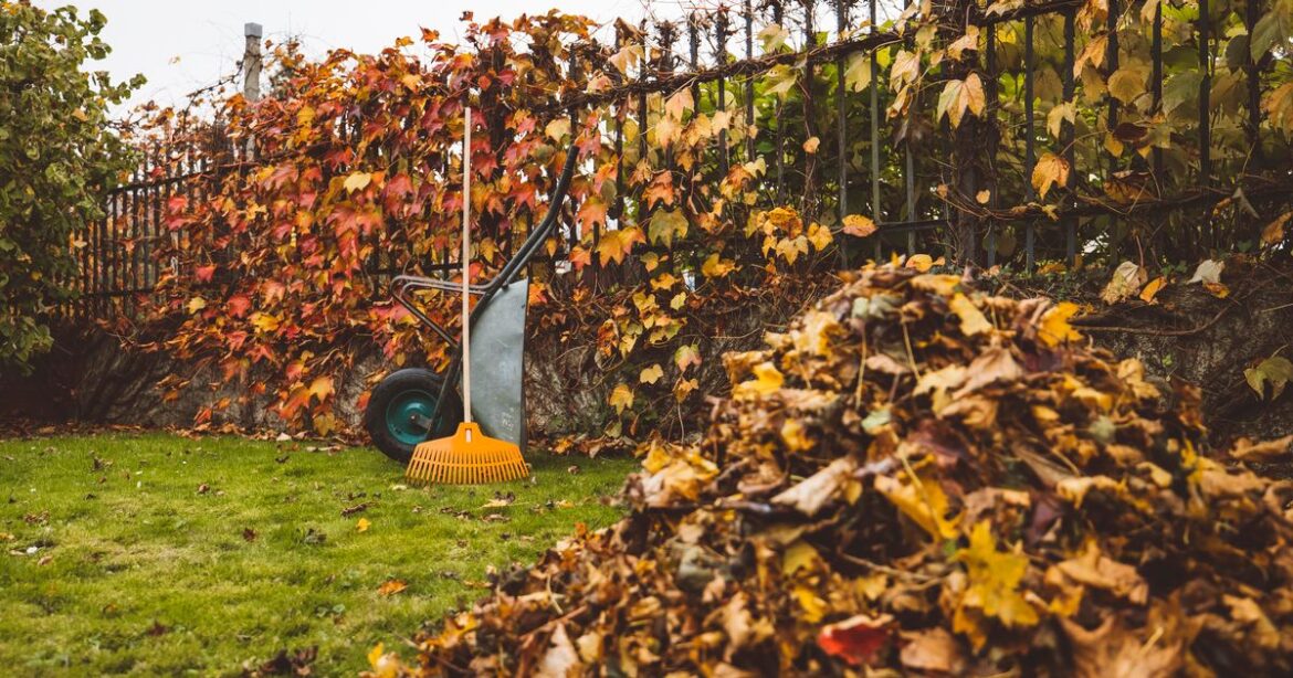 People risking £20,000 fines if they remove common plant from their garden Wales Online