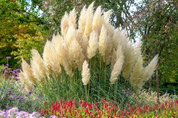 pampas grass