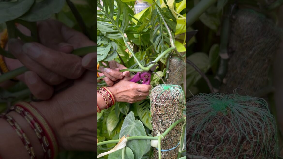 Snip It, Dip It, Grow It! #gardentips#plantcare#indoorplants#pothosplant#containergarden Snip It, Dip It, Grow It! #gardentips#plantcare#indoorplants#pothosplant#containergarden