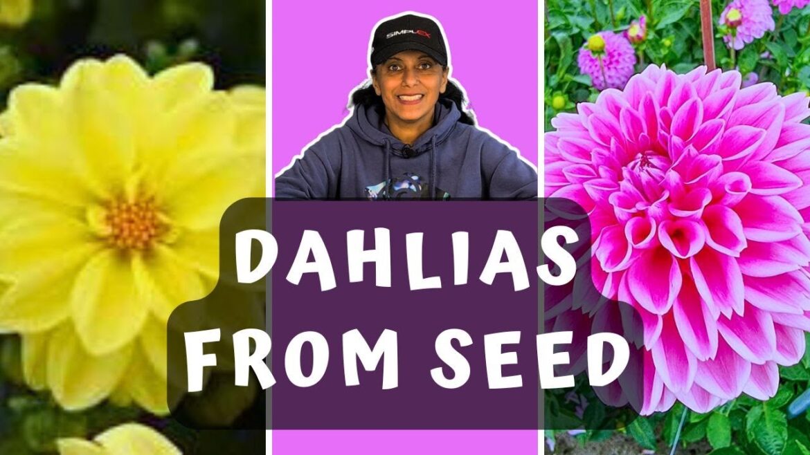 Grow Dahlias From Seed | Sowing Dahlia Seeds || Budget Gardening