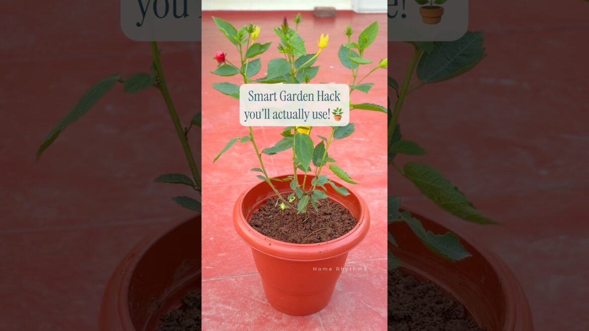 A simple gardening hack👩‍🌾🪴| #gardeninghacks #gardening #homegardening #gardeningshorts