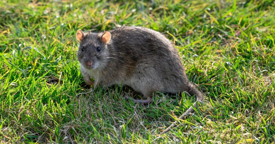 Rats will steer clear of your home and garden if you grow common plant they detest Daily Mirror