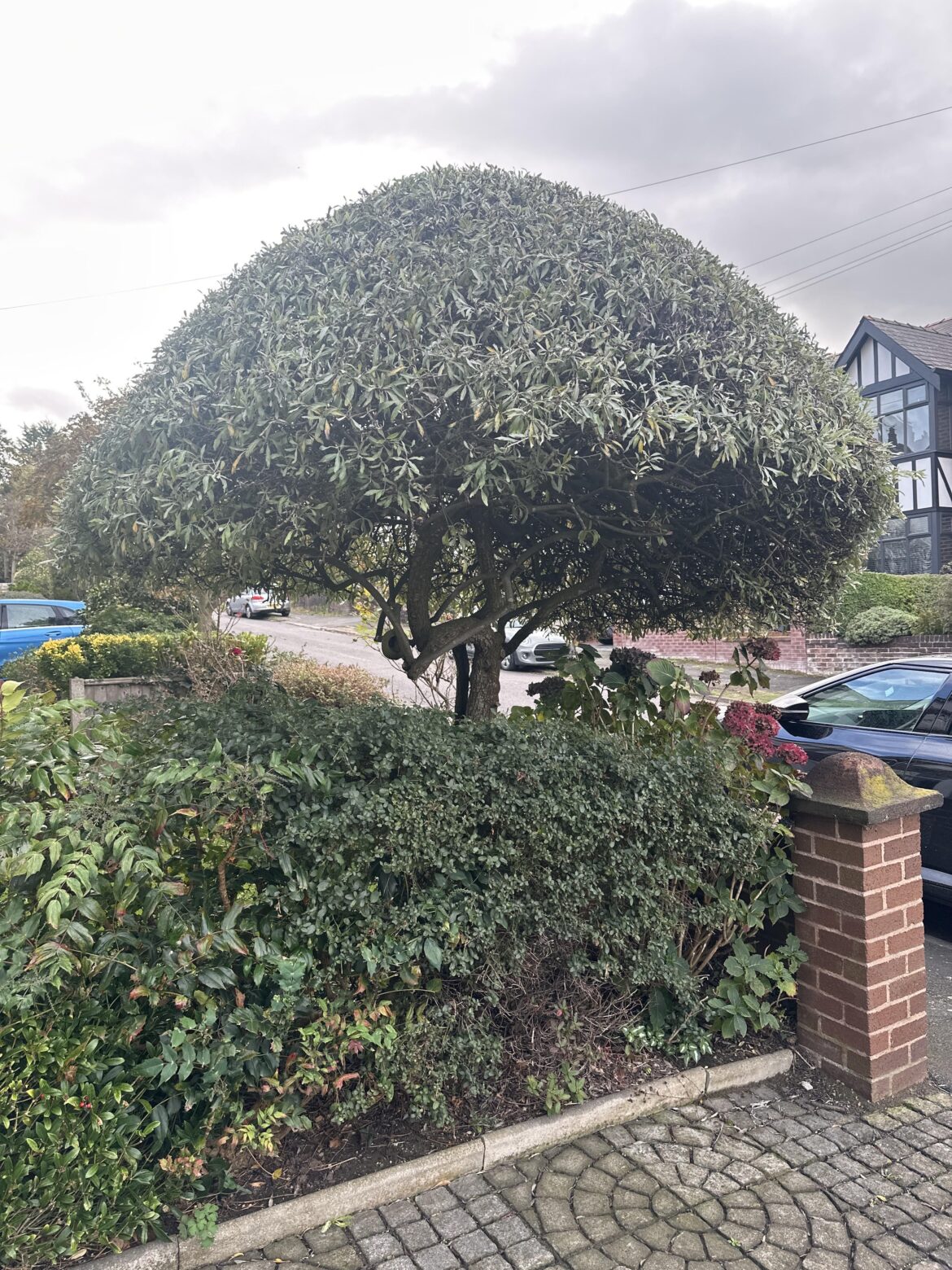 Front garden - Olive tree