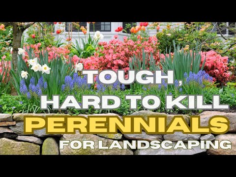 Tough , Hard To Kill Perennials Plants For Low Maintenance Landscaping | Front Yard Perennials Tough , Hard To Kill Perennials Plants For Low Maintenance Landscaping | Front Yard Perennials