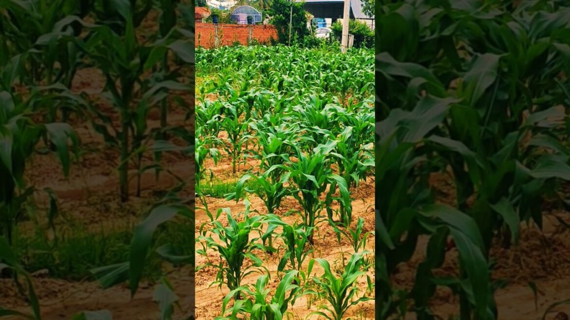 πͺ΄ Growing up of π½ corn #Shorts πͺ΄ Growing up of π½ corn #Shorts