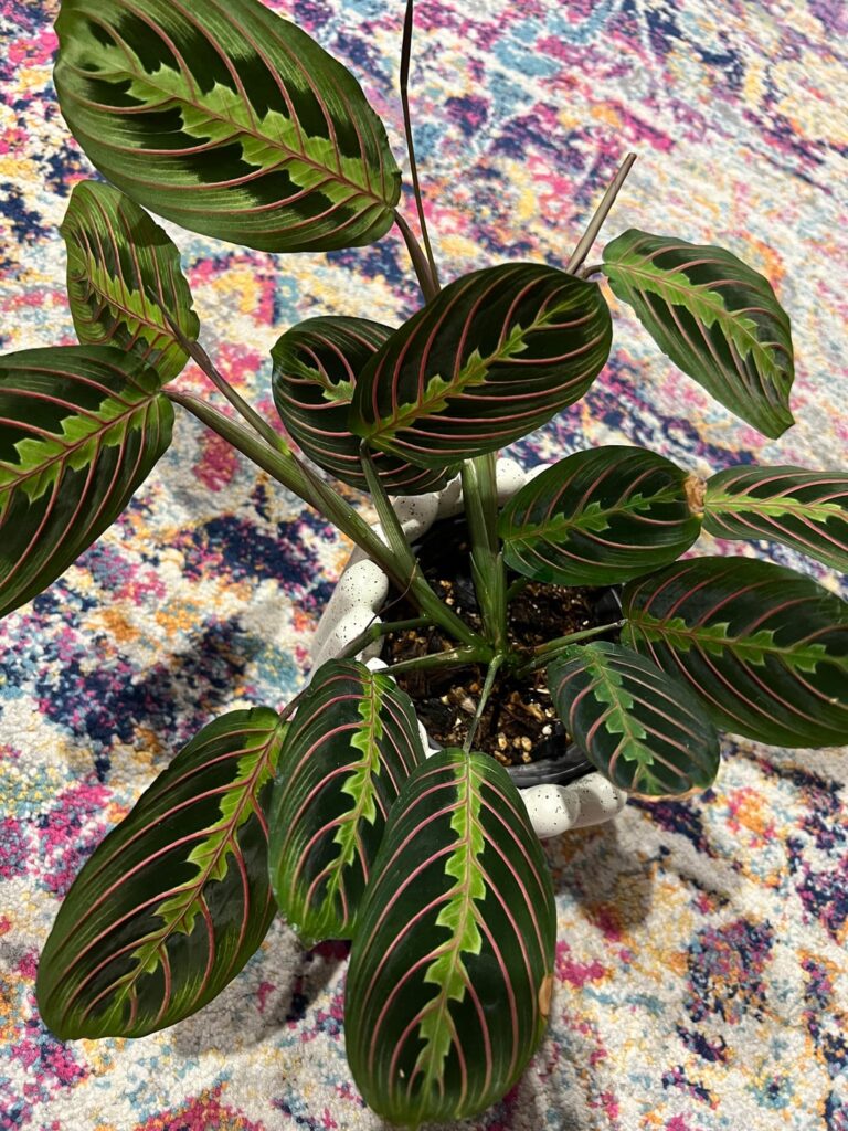 🥹😍🥹 flowers!