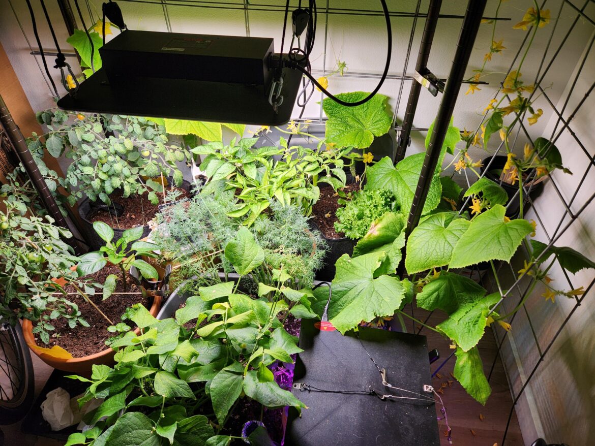 Indoor veggies Indoor veggies