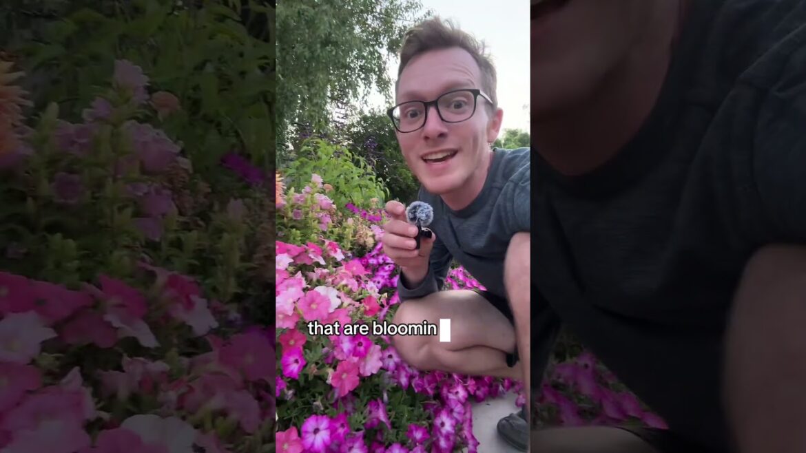 Ripping our foxgloves in the container garden