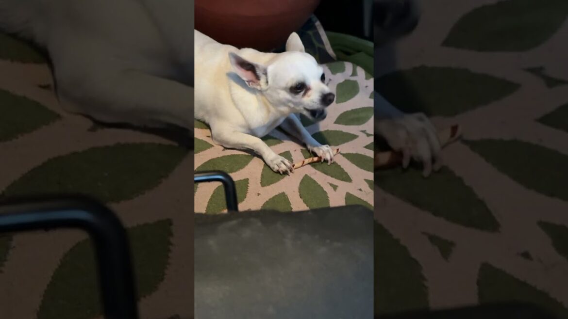 Bringing Taco at Lowe's to buy garden supplies, a happy camper chihuahua coz he got treats too. #fyp