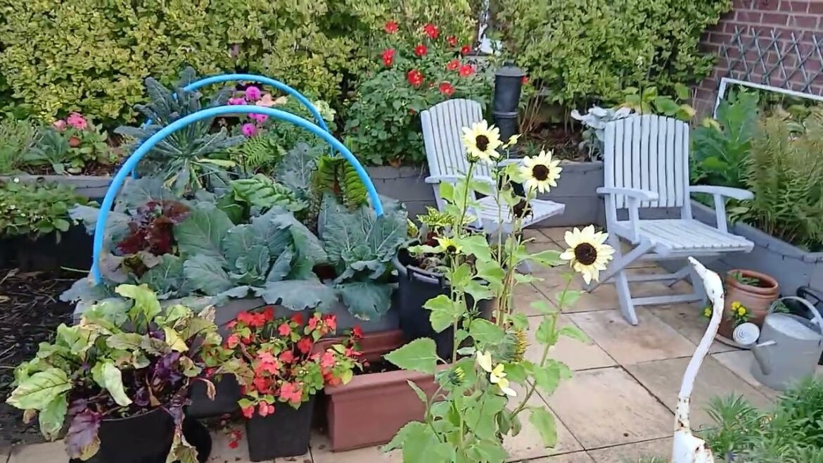 My beautiful edible garden 24th October #homegrownveg, #vegetablegarden