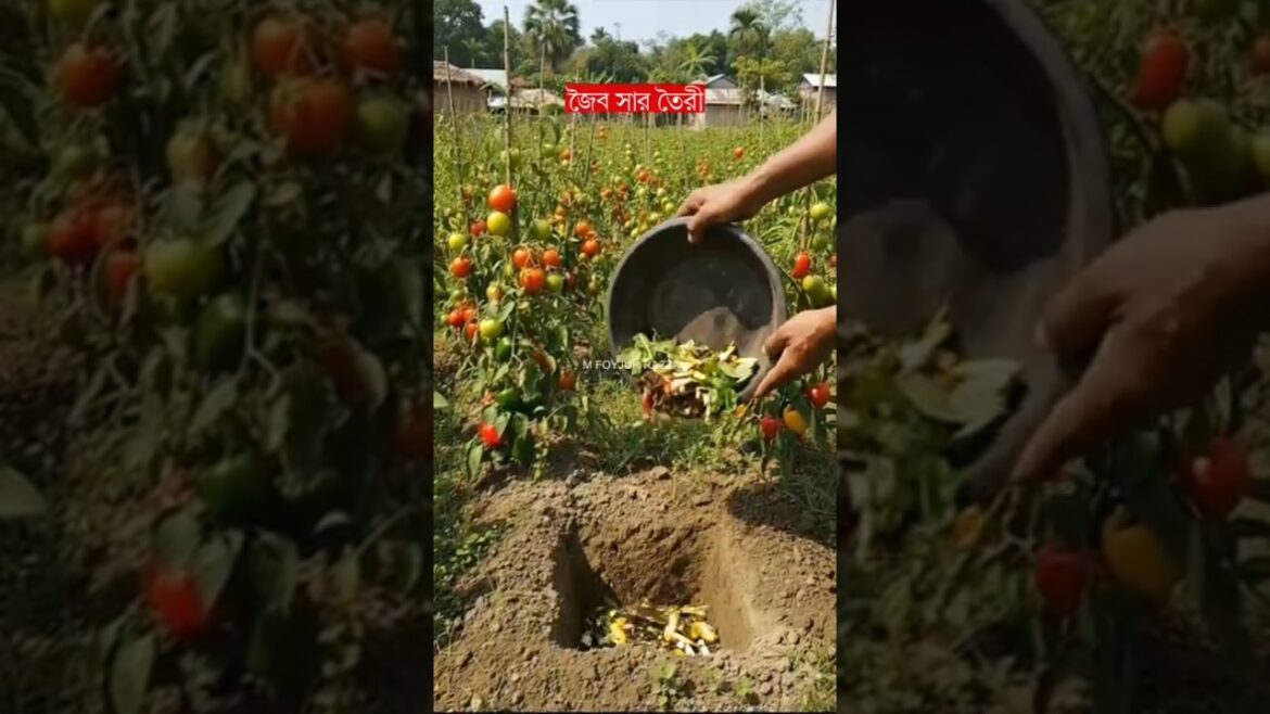 জৈব সার তৈরী #HomeGardening #UrbanFarming #RoofTopGardening