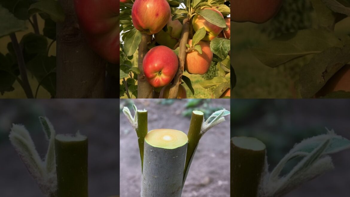 Incredible Grafting Hack Every Gardener Should Know! #nature #satisfying #garden #tips