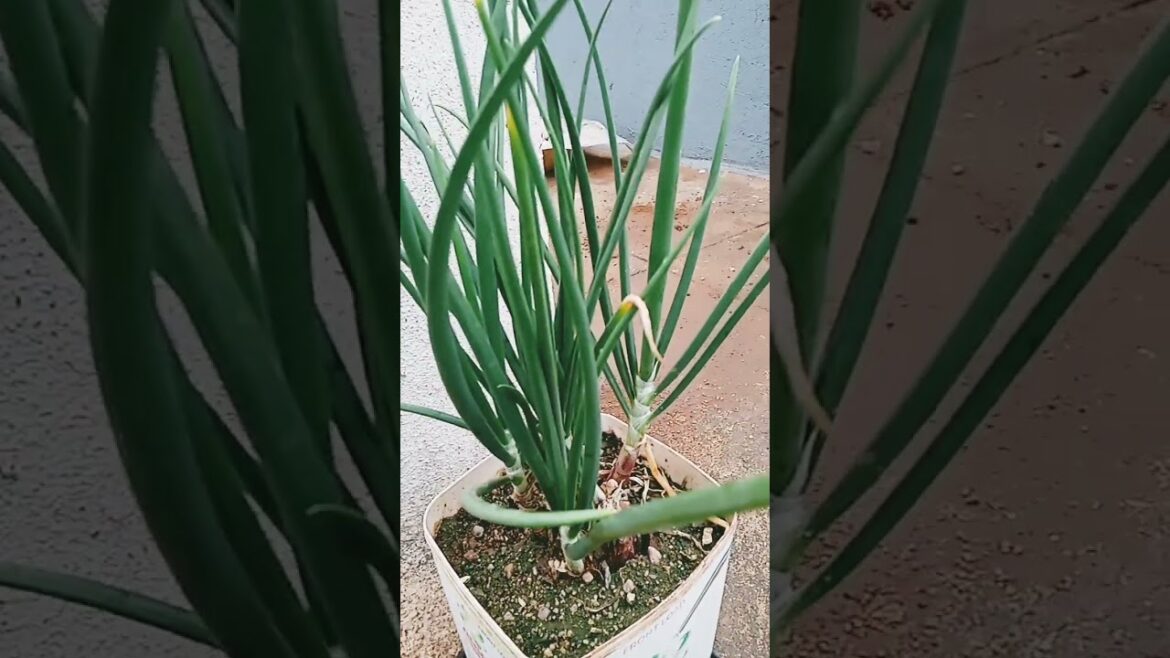 kiyans#farming #vegetables #plants #terracegarden