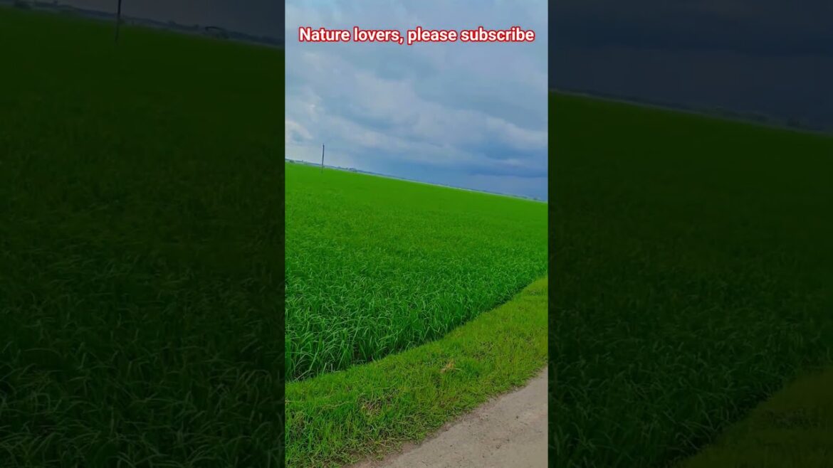 Natural Beauty of Village #village #flowers #garden #nature #naturelovers #happiness #gardening