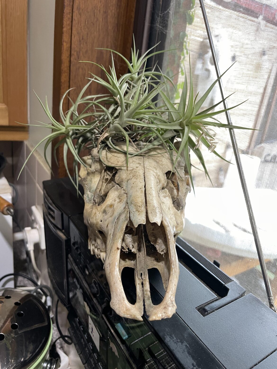 Deer skull and air plants.