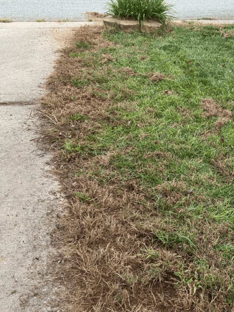 Overseeding success! Before and after (NC)