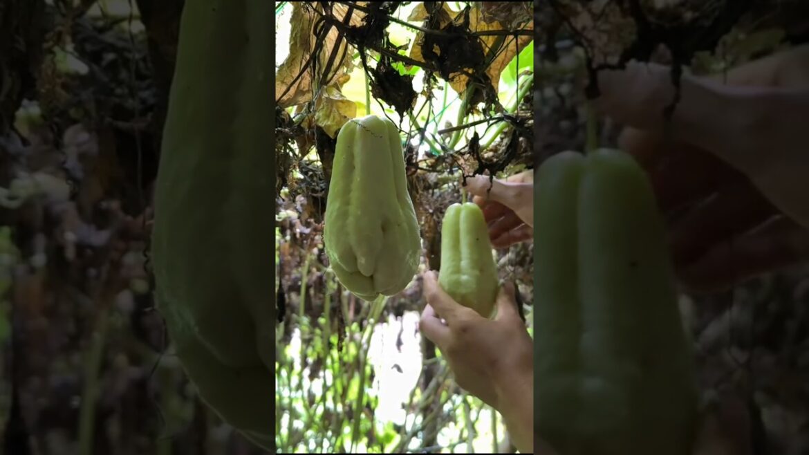 Chayote Harvesting From Farm #satisfying #farming #shorts