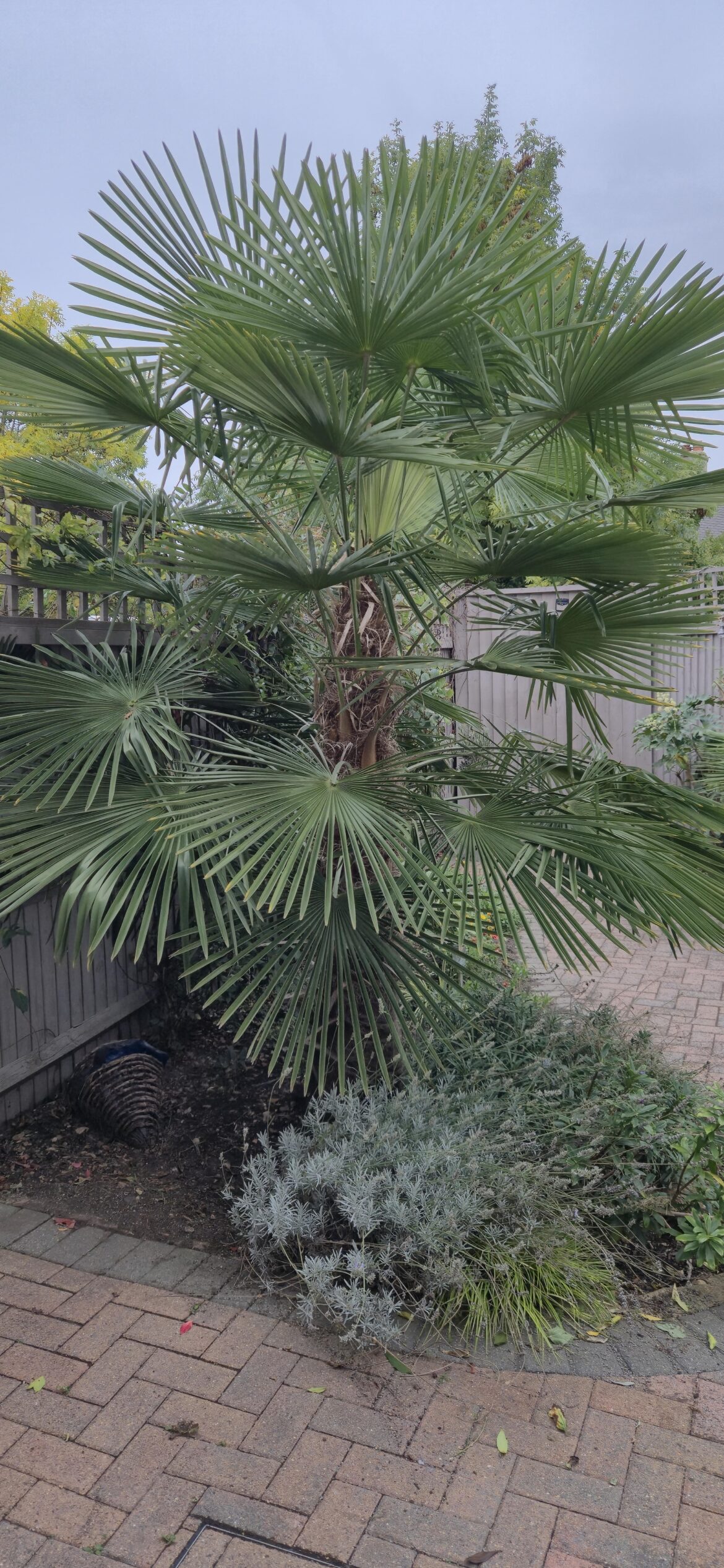 What, if anything, should I cut off this plant?