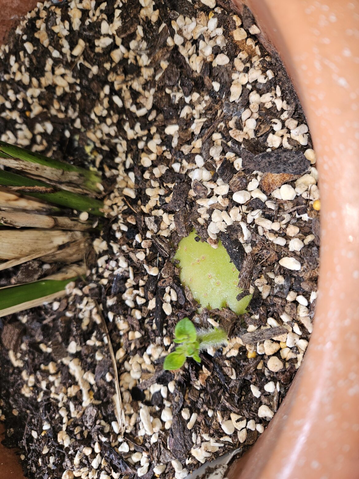I put potato skin in my potted cascade palm to help my gnat infestation and it's growing