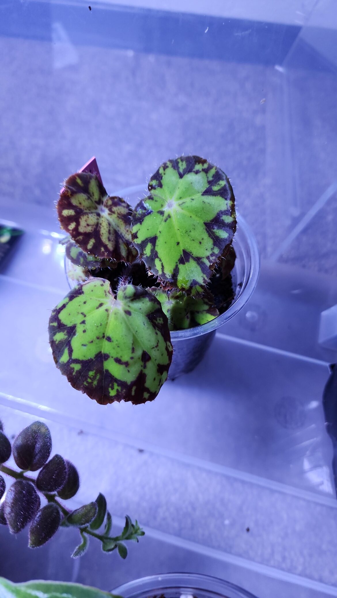 Can someone help me ID this?