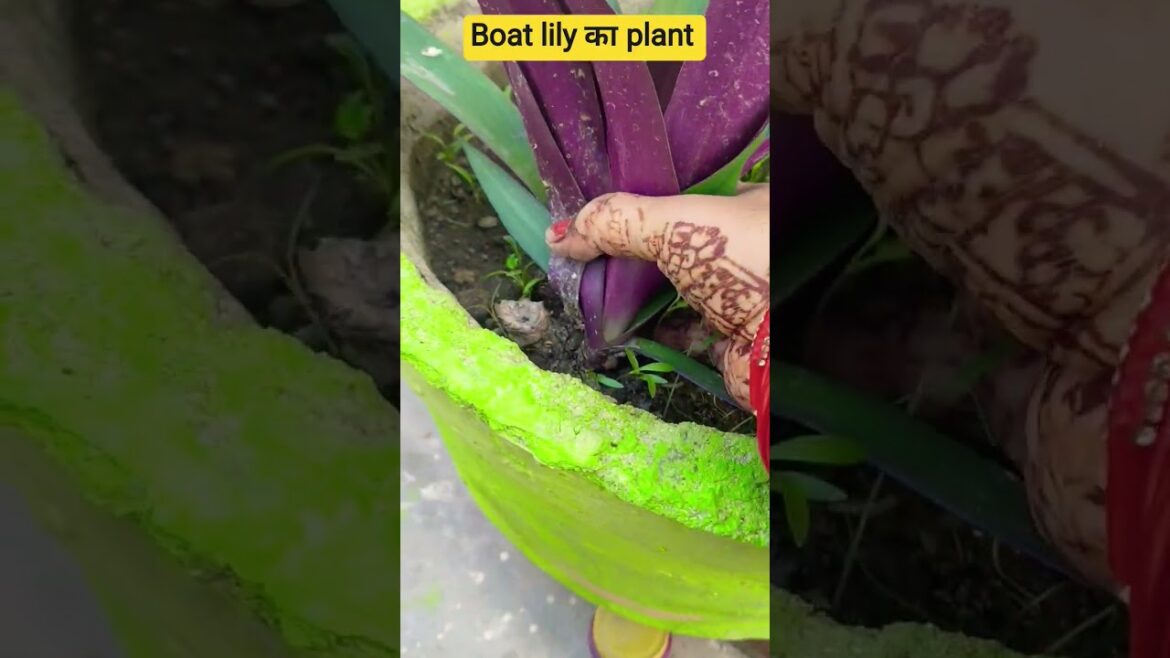 boat lily plant ♥️😊#garden #shorts #viralvideo ♥️♥️💓