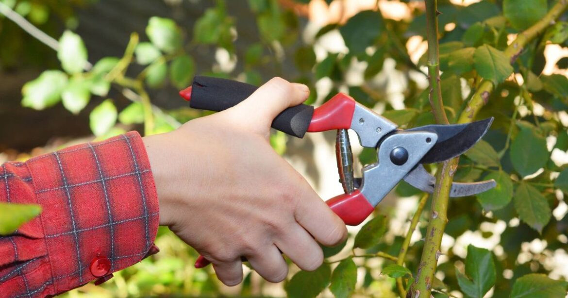 Gardeners urged to prune four plants in October before it’s too late Chronicle Live