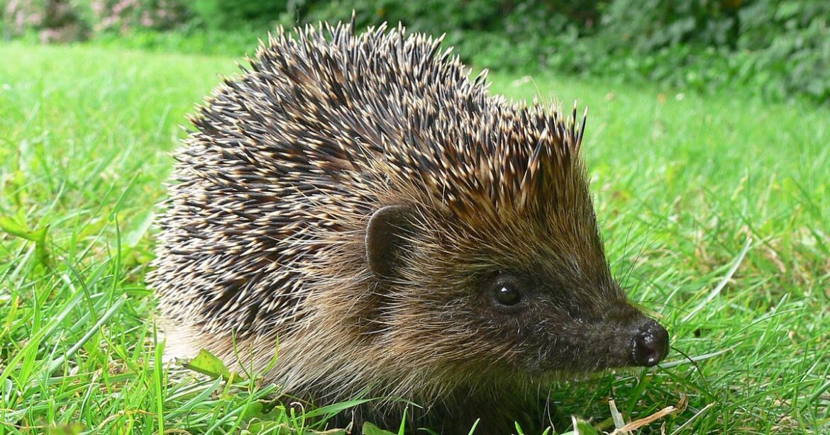 Hedgehogs will keep coming back to your garden if you change one thing Chronicle Live